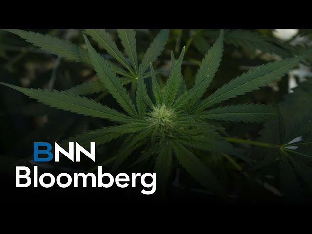 ⁣Celebrating Germany’s landmark decision to legalize cannabis: Canopy Growth CEO