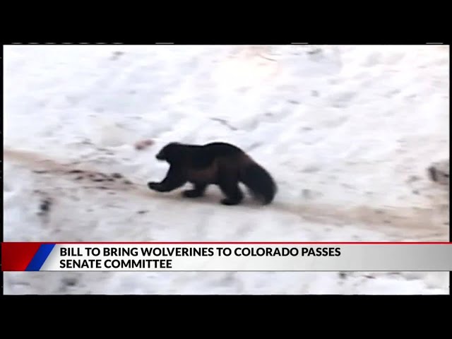 Bill to bring wolverines back to Colorado passes Senate