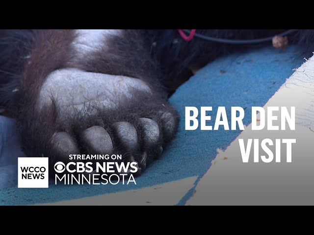 Hibernating mother black bear and yearling examined by Minnesota biologists