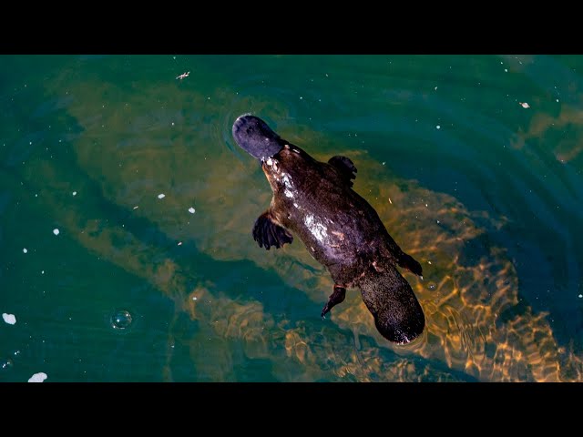 Baby platypus found in Royal National Park less than a year after reintroduced