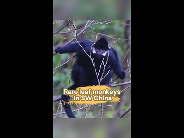 Number of leaf monkeys in China's Chongqing rises to over 180