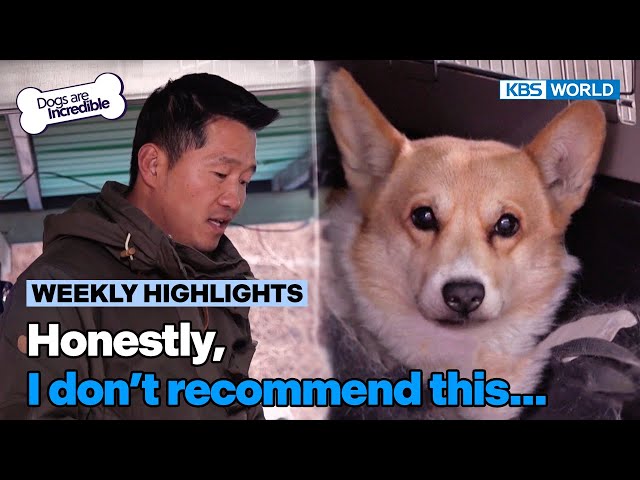 [Weekly Highlights] Honestly, I don't recommend this... [Dogs Are Incredible] | KBS WORLD TV 24