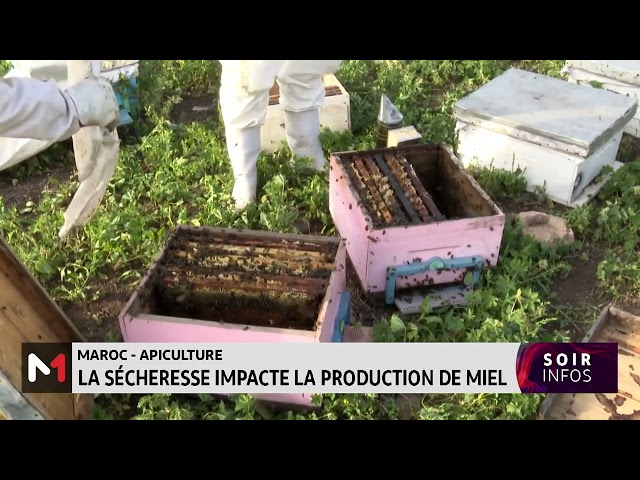 ⁣Maroc : La sécheresse impacte la production de miel