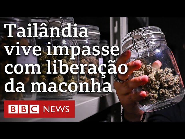 Por que a lucrativa indústria da maconha na Tailândia está na berlinda