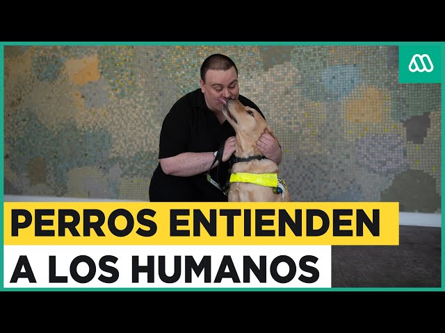 ¡Tu perro te entiende!: La ciencia lo confirma