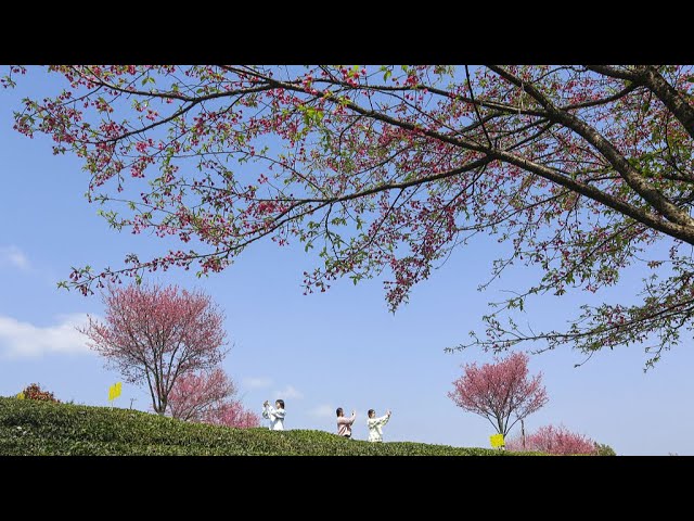 Live: Captivating beauty of spring season around the country – Ep. 2