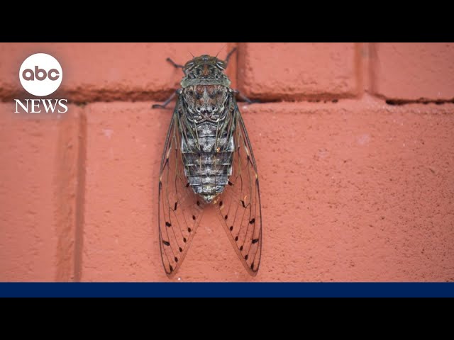 Millions bracing for ‘cicadapocalypse’