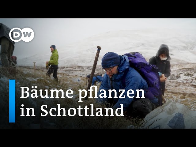 Schotten pflanzen Wälder auf karge Hügel | Fokus Europa