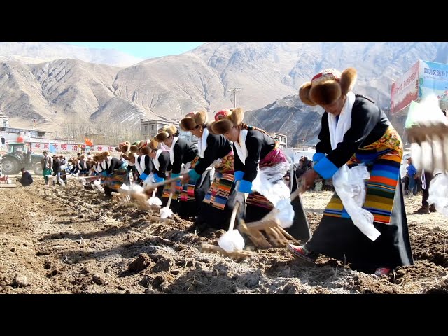 Modern agricultural machinery widely used in Xizang