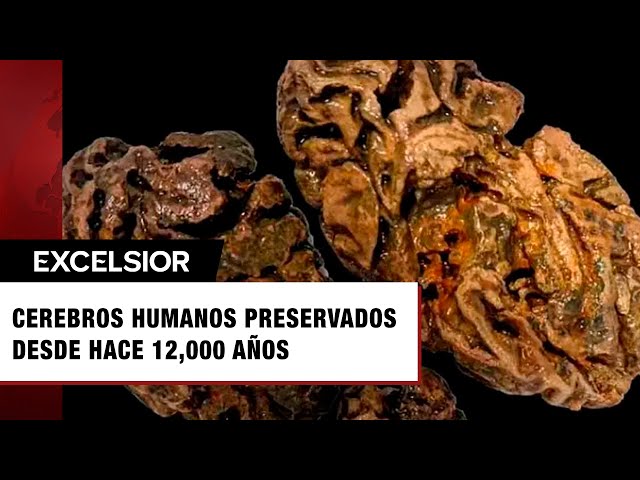 Descubren cerebros de humanos preservados desde hace 12 mil años