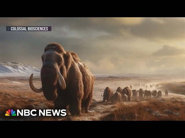 A modern-day woolly mammoth may be just a few years away, biotech company says