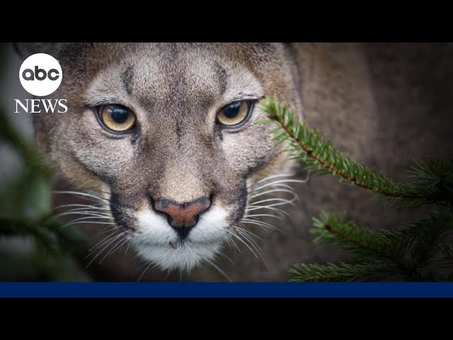 Mountain lion attack in Northern California