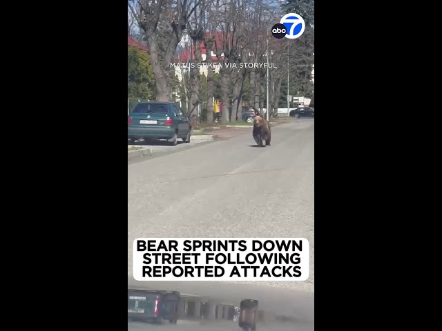 Bear runs through Slovakia town after attacks