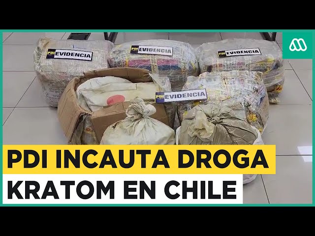 ¿Qué es el Kratom? PDI incauta 261 kilos de droga "natural"