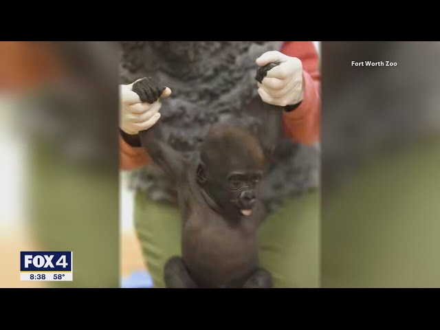 Fort Worth Zoo's baby gorilla headed to Ohio