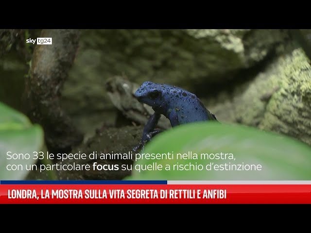 ⁣Zoo di Londra, in mostra rettili e anfibi