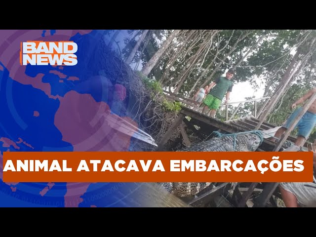 Ribeirinhos abatem jacaré de 5 metros em rio no Acre | BandNews TV