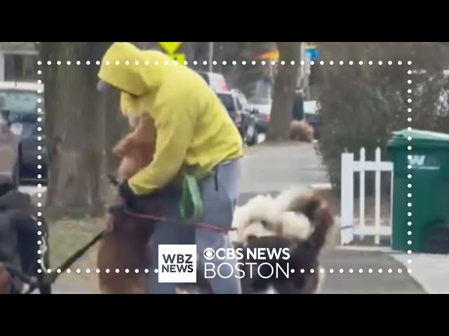 Medford dog walker ordered to stay away from dogs after video leads to arrest