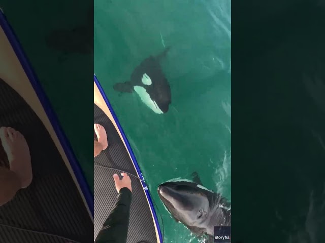 Paddleboarder wowed as two orcas swim peacefully beneath him #Shorts