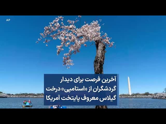 آخرین فرصت برای دیدار گردشگران از «استامپی» درخت گیلاس معروف پایتخت آمریکا