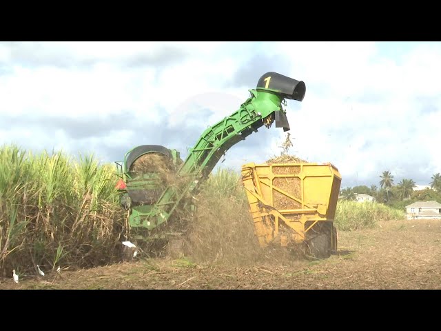 Late start to sugar harvest causing concern