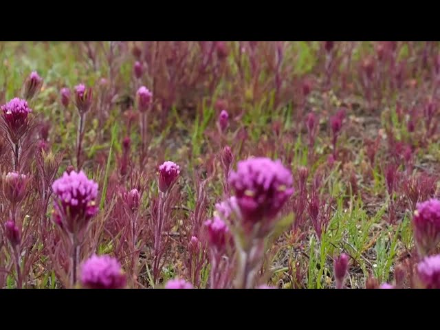 Preserving Beauty: National Monuments efforts to protect and sustain the Carrizo Plain