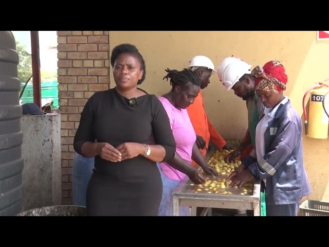 Mapfura plant transforms lives in Mwenezi