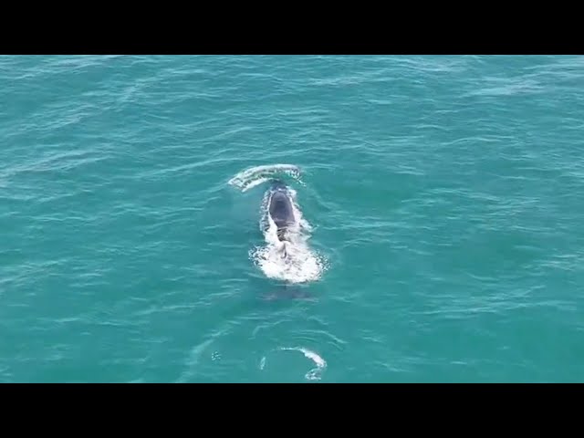 ⁣Inspiring whale-watching journey in China's Guangxi
