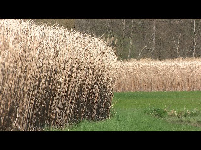 Agriculture : miscanthus, switchgrass, des plantes exotiques au service de l'environnement