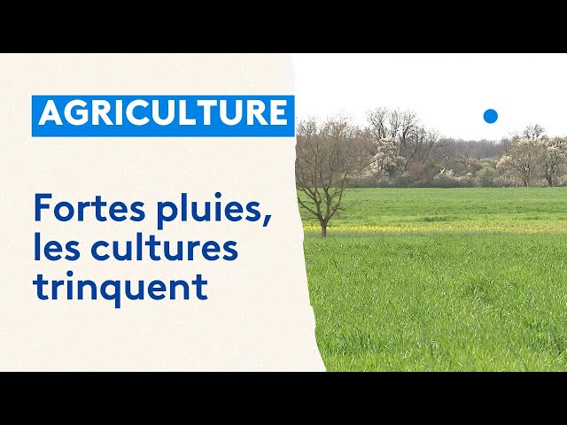 Agriculture : suite aux fortes pluies, les cultures trinquent