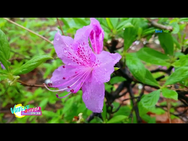 Estas son las plantas que debes tener en tu jardín para esta temporada de primavera.