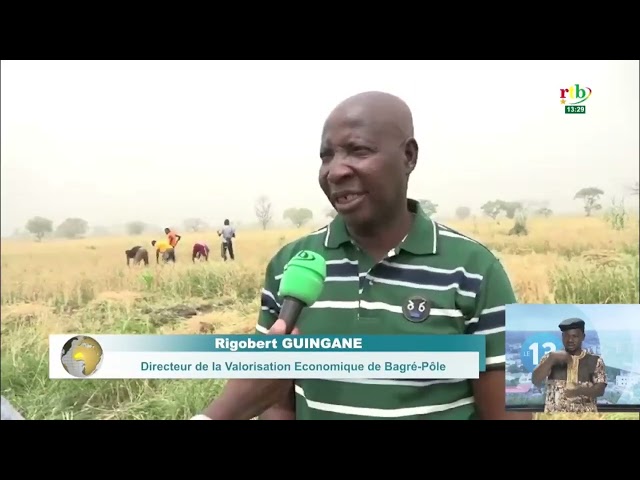 ⁣Récolte du blé à Bagré : les producteurs se frottent les mains