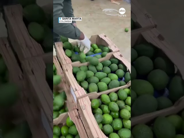 Police in Colombia seize nearly 2 tons of cocaine hidden in crates of avocados