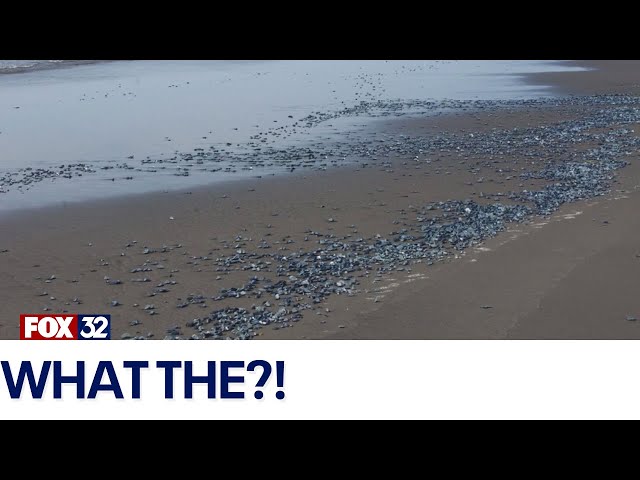 Across America: Thousands of creatures wash ashore