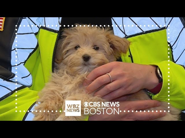 ⁣Stray puppy delivered to home by DoorDash driver in Andover