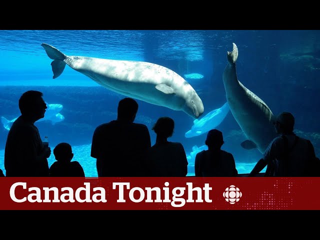 Marineland should be shut down, says animal rights activist | Canada Tonight