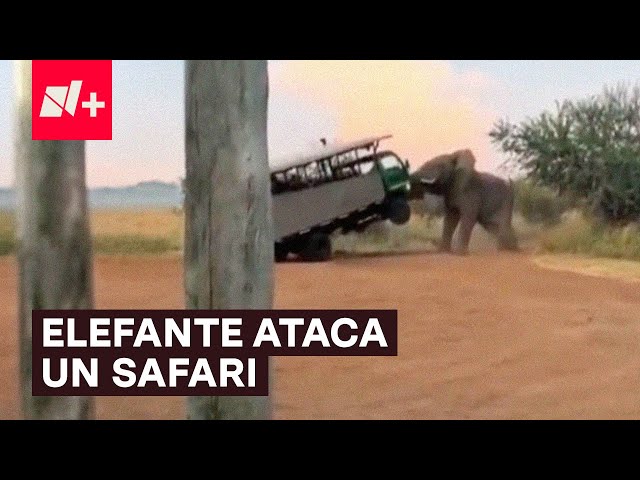 ⁣Elefante ataca un vehículo con turistas a bordo - N+