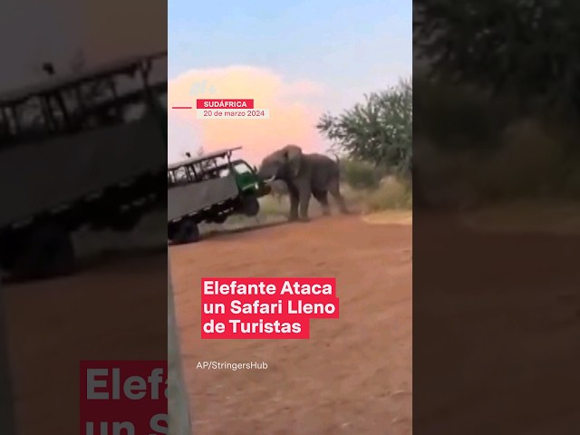 ⁣Elefante ataca un vehículo con turistas a bordo - N+ #Shorts