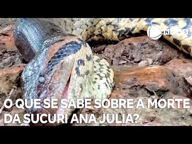 O que se sabe sobre a morte da sucuri Ana Julia?