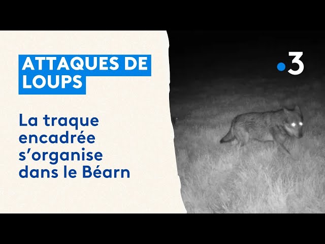 ⁣Attaques de loups : un éleveur retrouve ses brebis éventrées, la traque est lancée en Béarn