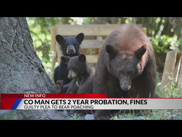 Man who killed mother bear, 2 cubs fined over $20K