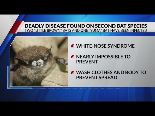 Deadly, invasive disease found in second Colorado bat species