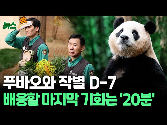 [뉴스쏙] 푸바오와 작별 D-7…배웅할 마지막 기회는 '20분' 안녕은 영원한 헤어짐은 아니겠지요 / 연합뉴스TV (YonhapnewsTV)