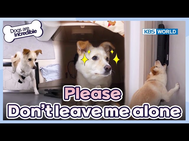 Please, don't leave me alone [Dogs Are Incredible : EP.212-1] | KBS WORLD TV 240326