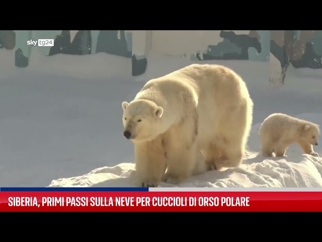 ⁣Siberia, primi passi sulla neve per cuccioli di orso polare