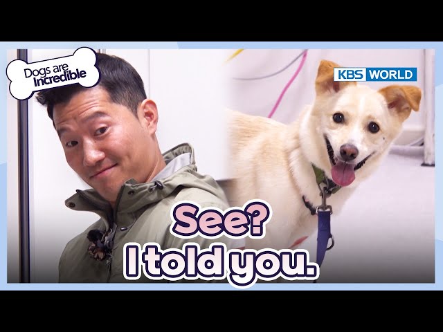 See? I told you [Dogs Are Incredible : EP.212-3] | KBS WORLD TV 240326