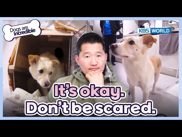 It's okay. Don't be scared [Dogs Are Incredible : EP.212-2] | KBS WORLD TV 240326