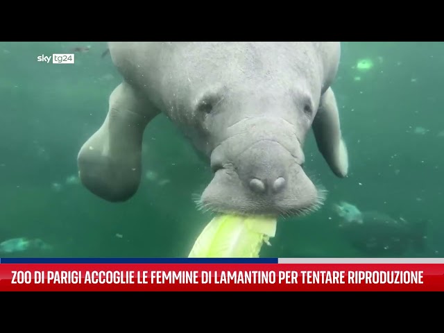 Zoo di Parigi accoglie le femmine di mucca di mare