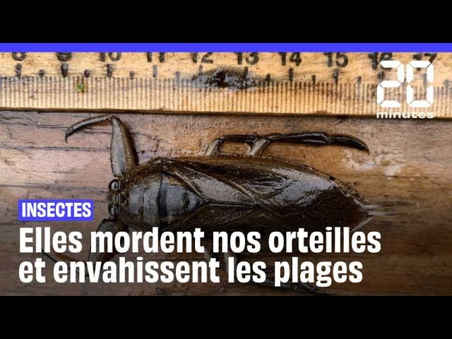 ⁣C’est quoi ces punaises d’eau qui envahissent la Méditerranée ?