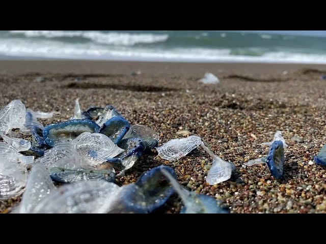 These bizarre blue sea creatures are washing up on California beaches